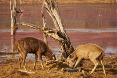 Ranthambore-Jan 20 2016-6674