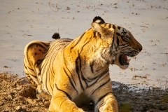 Ranthambore-Jan 23 2016-7418