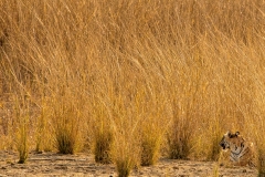 Ranthambore-Jan 23 2016-7677