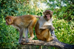 keoladeoNationalPark-Dec 12 2015-2227