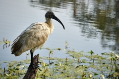 keoladeoNationalPark-Dec 12 2015-2286