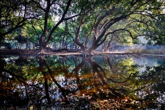 keoladeoNationalPark-Dec 12 2015-2334 2