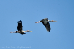 keoladeoNationalPark-Dec 13 2015-2393
