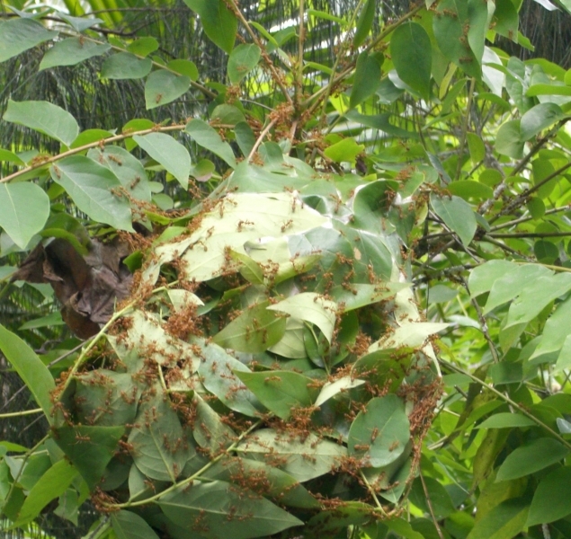 OPENSOURCE-Formicidae_Red_Thailand