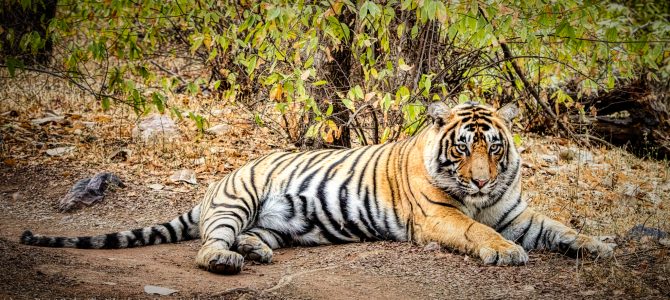 On The Tiger Trail – Part 1