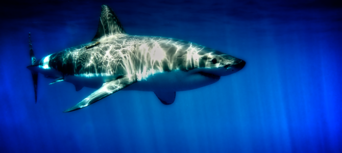 Throw the Honeybadger to the Great Whites – Shark Cage Diving in Southern Australia!